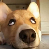 Լᡭ