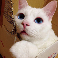 ��ֻè��Ϊ˯��̫�󣬻�������Ȧ��