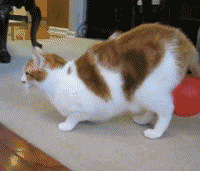 ��Ȼ���������˶��Ծ��������