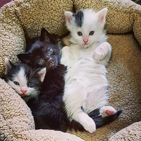 ���������������ǡ���ǰ�������ͬһֻè���