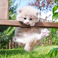 ����һ�룬��è��Ҫ�������ˣ���ȴʲôҲ������...��