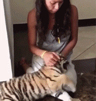 ����������һֻС�Ը�������Ϊԭס��è�Ầ�£����ϡ�