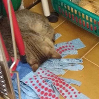 ���Ѽ�ʮ�����Ҳ��Ϊÿ��Ҫ��ɨʱè����...