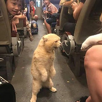 ��ֻè�ڻ��Ͽ�����һֻè������è��������...