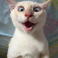 ���Ѽҵ�èÿ�η������ͻ�װ����������������...