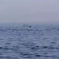 һֻʿʲô飿˵˶ᣡ