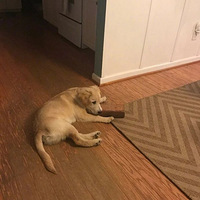 õ˭ӣשͷ