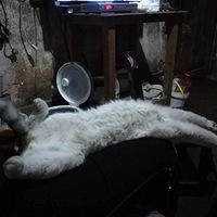 �ڲ�ʺ�ٱ�ս�߿������ʱ�䣬С��è���ҵ���Ů������...