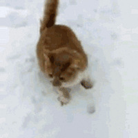 ������һ��Ҫ��һֻè��һ������Ȼ�������మ��ɱ...