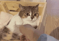 ��è˯һ�����ѣ��ǳ�Σ�գ�