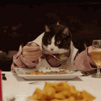 û��èɰ������ܲ�����è