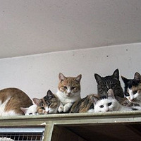 �ĳ���̫̫Ϊ��è���ϰ�־�10��:�����������ܻè�����һ�