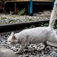 ��������ֻè��Ӧ���������ǹ��򣿡�