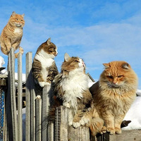 �ڶ���˹���������һֻè���򲻹�...