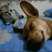 �������ϣ��Ҽ�èվ������������һ����......