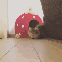 �ִ��ֳ������ɣ�������ֻè��β��֮��Ŀ�����ҲŲ�����ˣ�