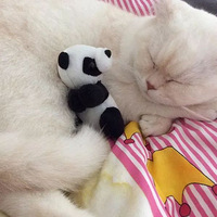 ���Ű�ɫ������ֻ���������ã�˯�����ͻ�����˯���ͻ�