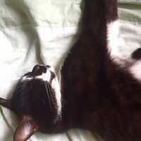 �������ɣ�����������