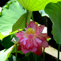 �ɻ���������