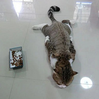 ���쵽�ˣ���ҵ�è������