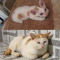 è��Сʱ��VS�����...��Ȼ��è�Ƚ�ͻ����