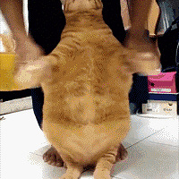 �������ĳ�����ʴ����ϣ���·��ֽ�����سɹ���ֻ�����Ʒ���ݲ�