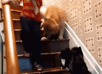 ��������¥��С�����ˣ����·��è��ס����󲻵ò���