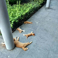 �����è���춼��ʲô״̬���������ˣ���