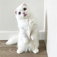 ��ֻè��Сʱ��ֻ����һ�ܣ�ȴһ����Ҳ����������