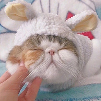 һ���ų��������è������������ֻ��