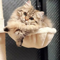 ��˵��ÿ��������ֻ���ӵ��ˣ����������Ĵ�β��~