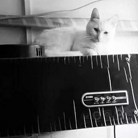 ���Ӷ���ЩС��������ע�⵽����