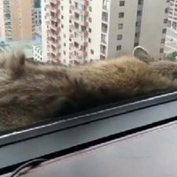 ����һֻ��ܳ��׻��ˣ���Ϊ��¥...