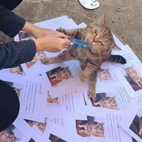 ��è�߶����˴�ӡѰè���£���Ƭ��Ȼ���������գ�