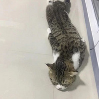 ����̫���ˣ�è������...