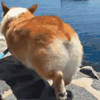 ԸеСPPһľ