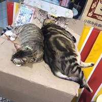 ��ͷ����һֻè��һֻ����������Ѻã�������һ��˯��