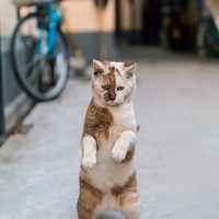 ��˵������ֻè�������԰�����˹...