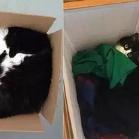 ��ֻ��ţè��������Σ�ԭ��Ȼ��̫ճ�ˣ���