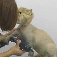 �����˵���ë�ֳ����о�ʥ����ʱҪ������