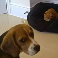 ���ӵ��ѱ�è��ռ������Ȼʹ���������������أ��ܳ����ˣ�