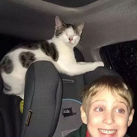 ��Ҫ������������è���Ⱥ󣬾�Ȼ�������ķ�ʽ�����л��