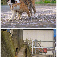 ���ڹ���û���������������Ɑè����