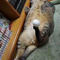 ��������Ҳ����è��̥������