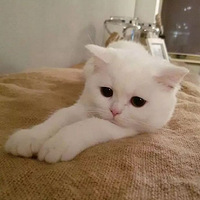 ˯���ѵ�è������������˯���ģ�̫�ɰ��ˣ�