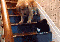 ��ë����¥�棬��·��è��ס�����˵����˰���ק��ȥ��