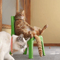 ԭ��è��Ļ��ƨ�����һ��ܰ���Ѭ�Σ�