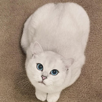 ������Դ����ߵ����۾�è����������һֻ��