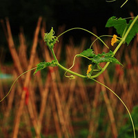 ������һ��