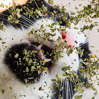 12�������ˡ����������ֳ���Ƭ��������������������...